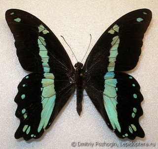 Самец  Papilio nireus