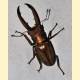 [814031] Coleoptera Linnaeus, 1758 [Отряд]